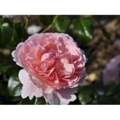 'Strawberry Hill' Rosa X 'Strawberry Hill' (Engelsk Rose) A-Kvalitet,- Barrods Roser Min. 3 Grene -Osmoz Naturens Butik fi5143 rosa strawberry hill ausrimini a9b7