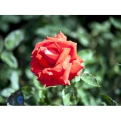 'Summer Holiday' Rosa X 'Summer Holiday' (storblomstrende) A-Kvalitet,- Barrods Roser Min. 3 Grene 7 'Summer Holiday' Rosa X 'Summer Holiday' (storblomstrende) A-Kvalitet,- Barrods Roser Min. 3 Grene -Osmoz Naturens Butik fi5149 rosa summer holiday c097