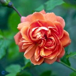 'Summer Song'™ Rosa X 'Summer Song'™ (Engelsk Rose) A-Kvalitet,- Barrods Roser Min. 3 Grene -Osmoz Naturens Butik fi5151 rosa summer song austango 141b