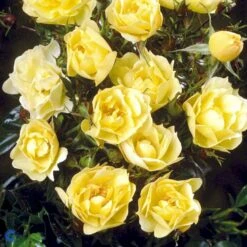 'Sun Cover'® Rosa X 'Sun Cover'® (Bunddækkerose) A-Kvalitet,- Barrods Roser Min. 3 Grene -Osmoz Naturens Butik fi5154 rosa sun cover poulurt n e4ae