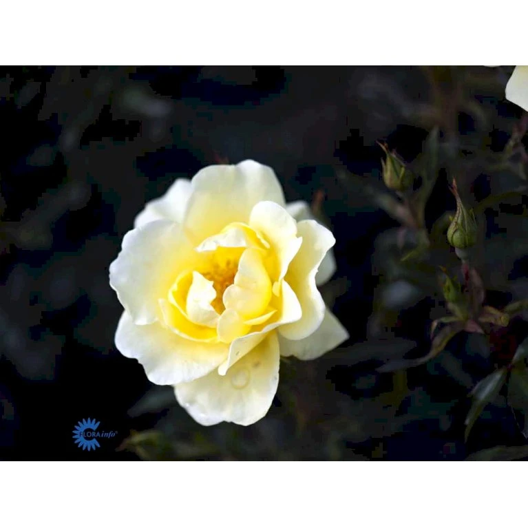 'Sunburst Border'® Rosa X 'Sunburst Border'® (Bunddækkerose) A-Kvalitet,- Barrods Roser Min. 3 Grene 10 'Sunburst Border'® Rosa X 'Sunburst Border'® (Bunddækkerose) A-Kvalitet,- Barrods Roser Min. 3 Grene - Billede 8