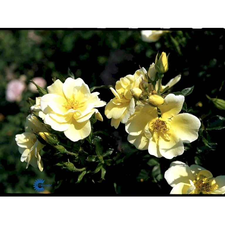 'Sunburst Border'® Rosa X 'Sunburst Border'® (Bunddækkerose) A-Kvalitet,- Barrods Roser Min. 3 Grene 11 'Sunburst Border'® Rosa X 'Sunburst Border'® (Bunddækkerose) A-Kvalitet,- Barrods Roser Min. 3 Grene - Billede 9