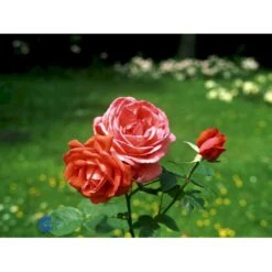 'Super Star'® Rosa X 'Super Star'® (Storblomstrende) A-Kvalitet,- Barrods Roser Min. 3 Grene -Osmoz Naturens Butik fi5165 rosa super star 2f00