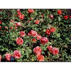 'Super Star'® Rosa X 'Super Star'® (Storblomstrende) A-Kvalitet,- Barrods Roser Min. 3 Grene -Osmoz Naturens Butik fi5165 rosa super star 4e46