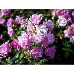 'Supreme Cover'® Rosa X 'Supreme Cover'® (Bunddækkerose) A-Kvalitet,- Barrods Roser Min. 3 Grene 12 'Supreme Cover'® Rosa X 'Supreme Cover'® (Bunddækkerose) A-Kvalitet,- Barrods Roser Min. 3 Grene -Osmoz Naturens Butik fi5166 rosa supreme cover poulor n 311a