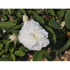 'Susan Williams-Ellis'™ Rosa 'Susan Williams-Ellis'™ (Engelsk Rose) A-Kvalitet,- Barrods Roser Min. 3 Grene -Osmoz Naturens Butik fi5168 rosa susan williams ellis ausquirk 3336