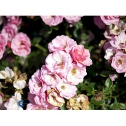 'Sweet Cover'® Rosa X 'Sweet Cover'® (Bunddækkerose) A-Kvalitet,- Barrods Roser Min. 3 Grene -Osmoz Naturens Butik fi5174 rosa sweet cover poulweeto n 7f03