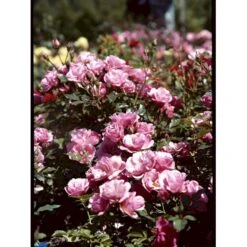 'Sweet Cover'® Rosa X 'Sweet Cover'® (Bunddækkerose) A-Kvalitet,- Barrods Roser Min. 3 Grene -Osmoz Naturens Butik fi5174 rosa sweet cover poulweeto n e2dc