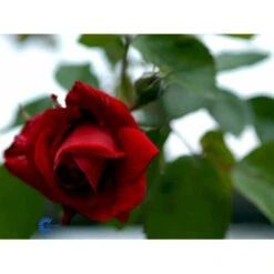 'Sympathie'® Rosa X 'Sympathie'® (Slyngrose) A-Kvalitet,- Barrods Roser Min. 3 Grene 23 'Sympathie'® Rosa X 'Sympathie'® (Slyngrose) A-Kvalitet,- Barrods Roser Min. 3 Grene -Osmoz Naturens Butik fi5181 rosa sympathie 0c71