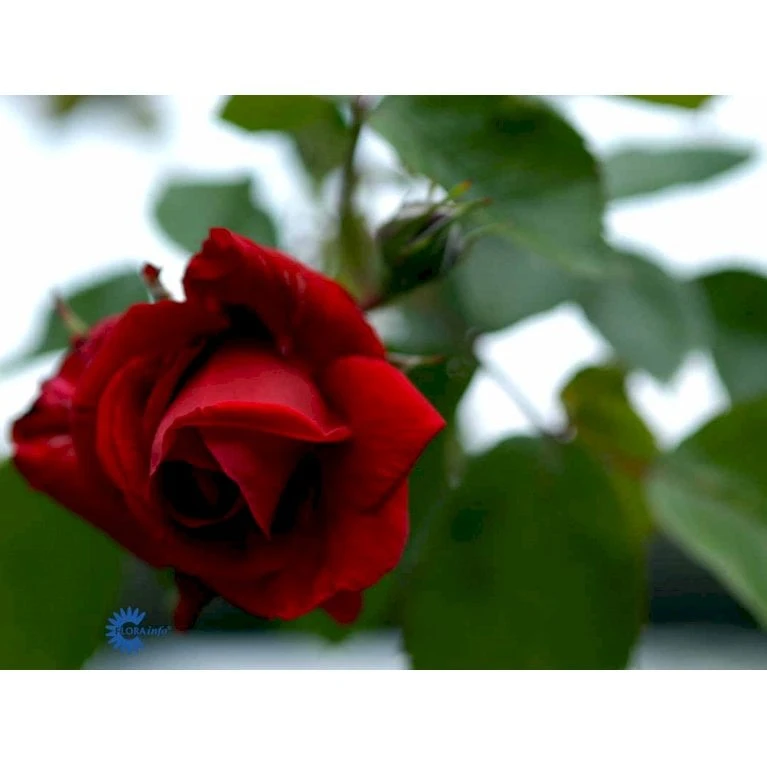 'Sympathie'® Rosa X 'Sympathie'® (Slyngrose) A-Kvalitet,- Barrods Roser Min. 3 Grene 13 'Sympathie'® Rosa X 'Sympathie'® (Slyngrose) A-Kvalitet,- Barrods Roser Min. 3 Grene - Billede 11