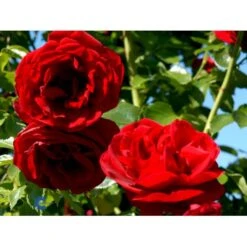 'Sympathie'® Rosa X 'Sympathie'® (Slyngrose) A-Kvalitet,- Barrods Roser Min. 3 Grene 22 'Sympathie'® Rosa X 'Sympathie'® (Slyngrose) A-Kvalitet,- Barrods Roser Min. 3 Grene -Osmoz Naturens Butik fi5181 rosa sympathie 2331