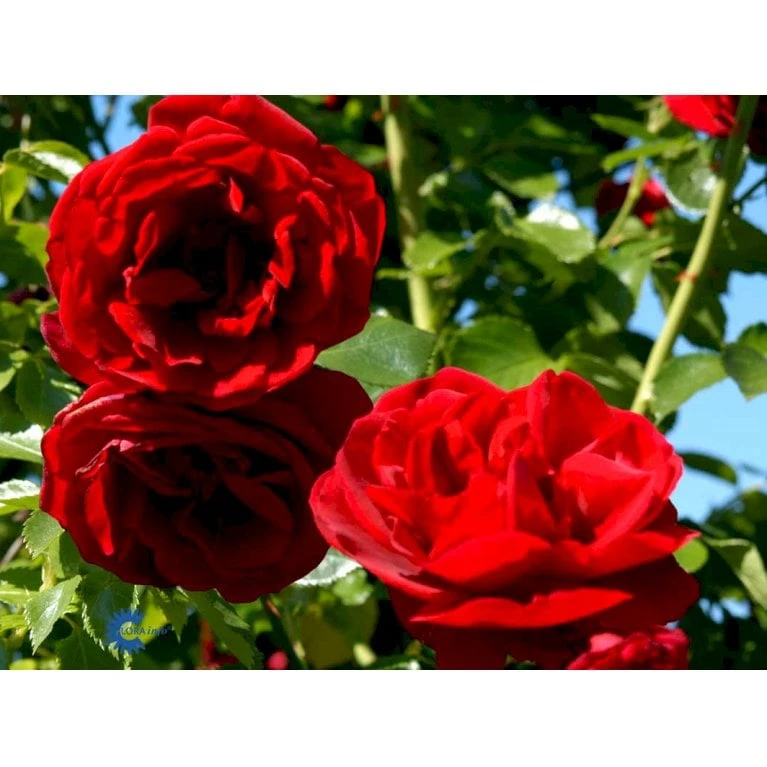 'Sympathie'® Rosa X 'Sympathie'® (Slyngrose) A-Kvalitet,- Barrods Roser Min. 3 Grene 12 'Sympathie'® Rosa X 'Sympathie'® (Slyngrose) A-Kvalitet,- Barrods Roser Min. 3 Grene - Billede 10