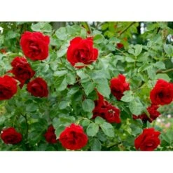 'Sympathie'® Rosa X 'Sympathie'® (Slyngrose) A-Kvalitet,- Barrods Roser Min. 3 Grene 20 'Sympathie'® Rosa X 'Sympathie'® (Slyngrose) A-Kvalitet,- Barrods Roser Min. 3 Grene -Osmoz Naturens Butik fi5181 rosa sympathie 548e