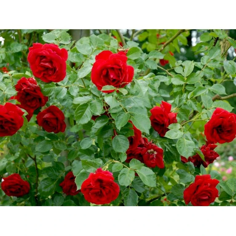 'Sympathie'® Rosa X 'Sympathie'® (Slyngrose) A-Kvalitet,- Barrods Roser Min. 3 Grene 10 'Sympathie'® Rosa X 'Sympathie'® (Slyngrose) A-Kvalitet,- Barrods Roser Min. 3 Grene - Billede 8