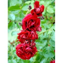 'Sympathie'® Rosa X 'Sympathie'® (Slyngrose) A-Kvalitet,- Barrods Roser Min. 3 Grene 21 'Sympathie'® Rosa X 'Sympathie'® (Slyngrose) A-Kvalitet,- Barrods Roser Min. 3 Grene -Osmoz Naturens Butik fi5181 rosa sympathie 79a4