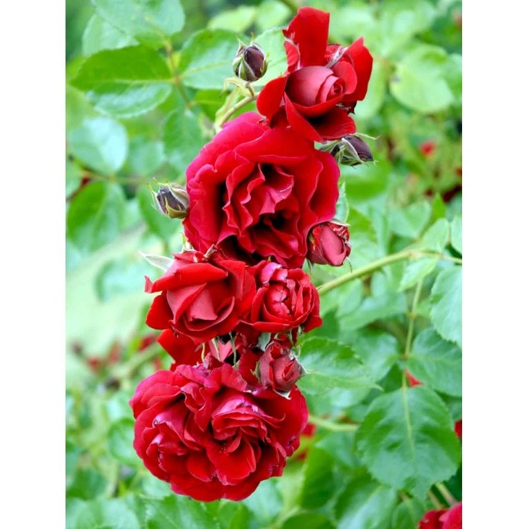 'Sympathie'® Rosa X 'Sympathie'® (Slyngrose) A-Kvalitet,- Barrods Roser Min. 3 Grene 11 'Sympathie'® Rosa X 'Sympathie'® (Slyngrose) A-Kvalitet,- Barrods Roser Min. 3 Grene - Billede 9