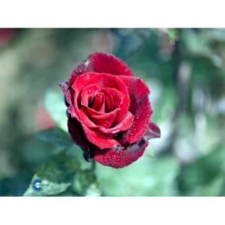 'Barkarole'® Rosa X 'Barkarole'® (Storblomstrende) A-Kvalitet,- Barrods Roser Min. 3 Grene -Osmoz Naturens Butik fi5189 rosa tanelorak 18c2