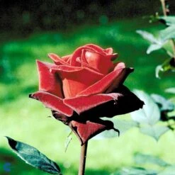 'Barkarole'® Rosa X 'Barkarole'® (Storblomstrende) A-Kvalitet,- Barrods Roser Min. 3 Grene -Osmoz Naturens Butik fi5189 rosa tanelorak aaff