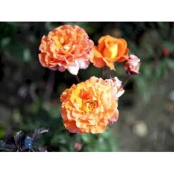 'Tea Time'® Rosa X 'Tea Time'® (Storblomstrende) A-Kvalitet,- Barrods Roser Min. 3 Grene 9 'Tea Time'® Rosa X 'Tea Time'® (Storblomstrende) A-Kvalitet,- Barrods Roser Min. 3 Grene -Osmoz Naturens Butik fi5202 rosa tea time 693f