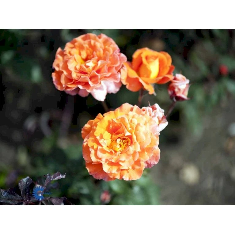 'Tea Time'® Rosa X 'Tea Time'® (Storblomstrende) A-Kvalitet,- Barrods Roser Min. 3 Grene 6 'Tea Time'® Rosa X 'Tea Time'® (Storblomstrende) A-Kvalitet,- Barrods Roser Min. 3 Grene - Billede 4