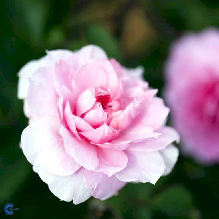 'The Mayflower' Rosa X 'The Mayflower' (Engelsk Rose) A-Kvalitet,- Barrods Roser Min. 3 Grene 13 'The Mayflower' Rosa X 'The Mayflower' (Engelsk Rose) A-Kvalitet,- Barrods Roser Min. 3 Grene - Billede 11