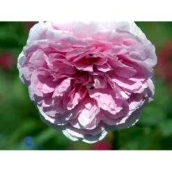 'The Mayflower' Rosa X 'The Mayflower' (Engelsk Rose) A-Kvalitet,- Barrods Roser Min. 3 Grene 25 'The Mayflower' Rosa X 'The Mayflower' (Engelsk Rose) A-Kvalitet,- Barrods Roser Min. 3 Grene -Osmoz Naturens Butik fi5217 rosa the mayflower austilly eeb8