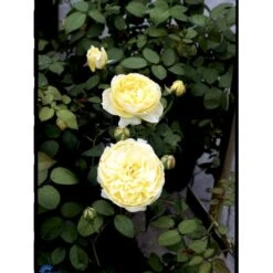 'The Pilgrim' Rosa X 'The Pilgrim' (Engelsk Rose) A-Kvalitet,- Barrods Roser Min. 3 Grene 36 'The Pilgrim' Rosa X 'The Pilgrim' (Engelsk Rose) A-Kvalitet,- Barrods Roser Min. 3 Grene -Osmoz Naturens Butik fi5220 rosa the pilgrim auswalker 0f4f