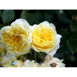 'The Pilgrim' Rosa X 'The Pilgrim' (Engelsk Rose) A-Kvalitet,- Barrods Roser Min. 3 Grene 35 'The Pilgrim' Rosa X 'The Pilgrim' (Engelsk Rose) A-Kvalitet,- Barrods Roser Min. 3 Grene -Osmoz Naturens Butik fi5220 rosa the pilgrim auswalker 1a40