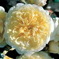 'The Pilgrim' Rosa X 'The Pilgrim' (Engelsk Rose) A-Kvalitet,- Barrods Roser Min. 3 Grene 37 'The Pilgrim' Rosa X 'The Pilgrim' (Engelsk Rose) A-Kvalitet,- Barrods Roser Min. 3 Grene -Osmoz Naturens Butik fi5220 rosa the pilgrim auswalker 26b4