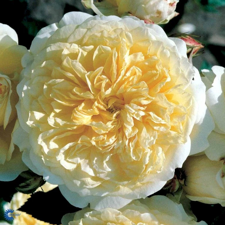 'The Pilgrim' Rosa X 'The Pilgrim' (Engelsk Rose) A-Kvalitet,- Barrods Roser Min. 3 Grene 20 'The Pilgrim' Rosa X 'The Pilgrim' (Engelsk Rose) A-Kvalitet,- Barrods Roser Min. 3 Grene - Billede 18