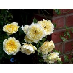 'The Pilgrim' Rosa X 'The Pilgrim' (Engelsk Rose) A-Kvalitet,- Barrods Roser Min. 3 Grene 33 'The Pilgrim' Rosa X 'The Pilgrim' (Engelsk Rose) A-Kvalitet,- Barrods Roser Min. 3 Grene -Osmoz Naturens Butik fi5220 rosa the pilgrim auswalker 28be