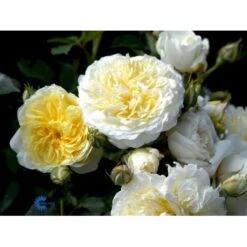 'The Pilgrim' Rosa X 'The Pilgrim' (Engelsk Rose) A-Kvalitet,- Barrods Roser Min. 3 Grene 34 'The Pilgrim' Rosa X 'The Pilgrim' (Engelsk Rose) A-Kvalitet,- Barrods Roser Min. 3 Grene -Osmoz Naturens Butik fi5220 rosa the pilgrim auswalker bc05