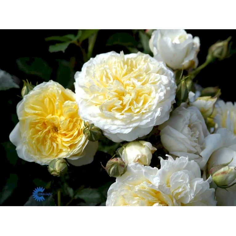 'The Pilgrim' Rosa X 'The Pilgrim' (Engelsk Rose) A-Kvalitet,- Barrods Roser Min. 3 Grene 17 'The Pilgrim' Rosa X 'The Pilgrim' (Engelsk Rose) A-Kvalitet,- Barrods Roser Min. 3 Grene - Billede 15