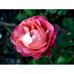 'Thor Heyerdahl' Rosa X 'Thor Heyerdahl' (Storblomstrende) A-Kvalitet,- Barrods Roser Min. 3 Grene 11 'Thor Heyerdahl' Rosa X 'Thor Heyerdahl' (Storblomstrende) A-Kvalitet,- Barrods Roser Min. 3 Grene -Osmoz Naturens Butik fi5230 rosa thor heyerdahl 0f5d