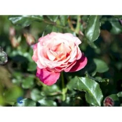 'Thor Heyerdahl' Rosa X 'Thor Heyerdahl' (Storblomstrende) A-Kvalitet,- Barrods Roser Min. 3 Grene 10 'Thor Heyerdahl' Rosa X 'Thor Heyerdahl' (Storblomstrende) A-Kvalitet,- Barrods Roser Min. 3 Grene -Osmoz Naturens Butik fi5230 rosa thor heyerdahl 8ecf