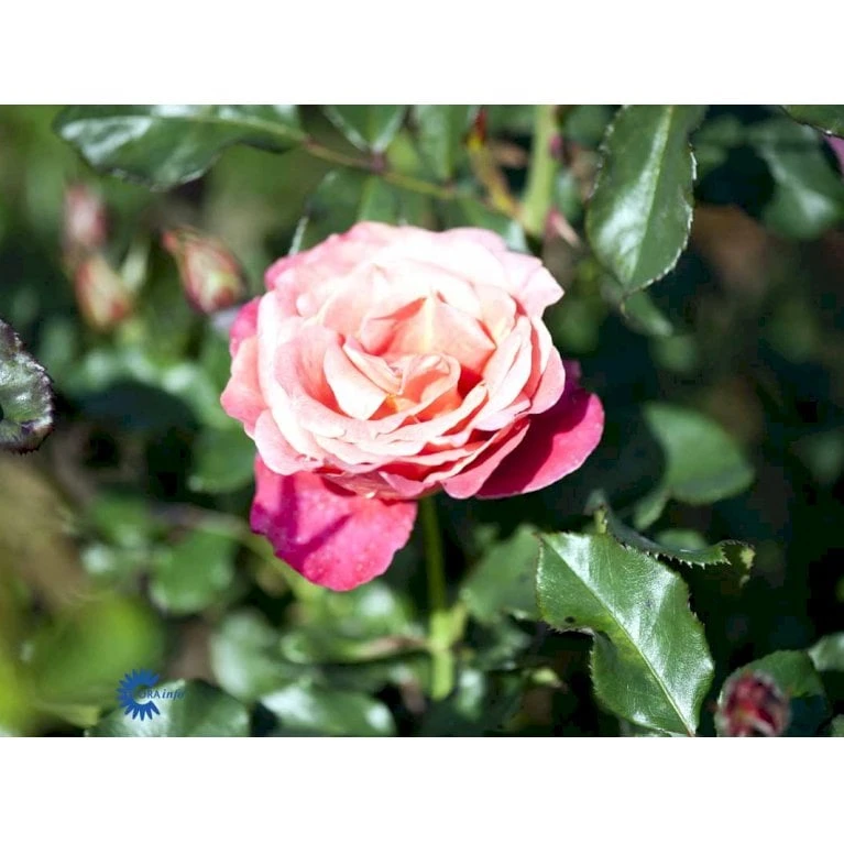 'Thor Heyerdahl' Rosa X 'Thor Heyerdahl' (Storblomstrende) A-Kvalitet,- Barrods Roser Min. 3 Grene 6 'Thor Heyerdahl' Rosa X 'Thor Heyerdahl' (Storblomstrende) A-Kvalitet,- Barrods Roser Min. 3 Grene - Billede 4