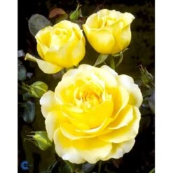 'Tivoli 150'™ Rosa X 'Tivoli 150'™ A-Kvalitet,- Barrods Roser Min. 3 Grene -Osmoz Naturens Butik fi5236 rosa tivoli 150 poulduce n 6bae