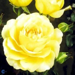 'Tivoli 150'™ Rosa X 'Tivoli 150'™ A-Kvalitet,- Barrods Roser Min. 3 Grene -Osmoz Naturens Butik fi5236 rosa tivoli 150 poulduce n cb39