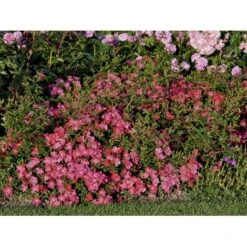 'Tommelise'® Rosa X 'Tommelise'® A-Kvalitet,- Barrods Roser Min. 3 Grene 13 'Tommelise'® Rosa X 'Tommelise'® A-Kvalitet,- Barrods Roser Min. 3 Grene -Osmoz Naturens Butik fi5239 rosa tommelise 52db
