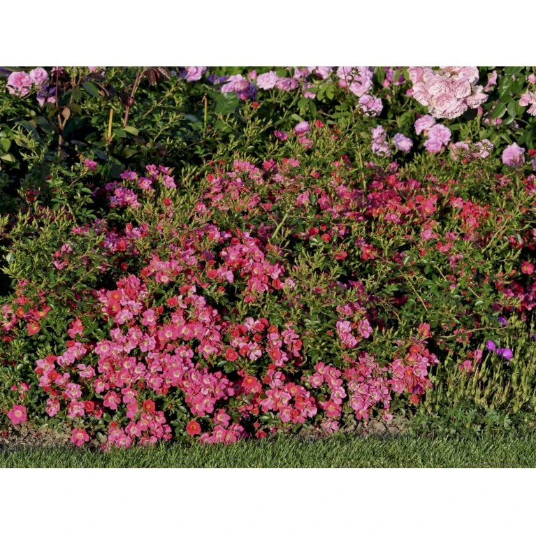 'Tommelise'® Rosa X 'Tommelise'® A-Kvalitet,- Barrods Roser Min. 3 Grene 7 'Tommelise'® Rosa X 'Tommelise'® A-Kvalitet,- Barrods Roser Min. 3 Grene - Billede 5