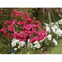 'Tommelise'® Rosa X 'Tommelise'® A-Kvalitet,- Barrods Roser Min. 3 Grene 14 'Tommelise'® Rosa X 'Tommelise'® A-Kvalitet,- Barrods Roser Min. 3 Grene -Osmoz Naturens Butik fi5239 rosa tommelise 9eb6
