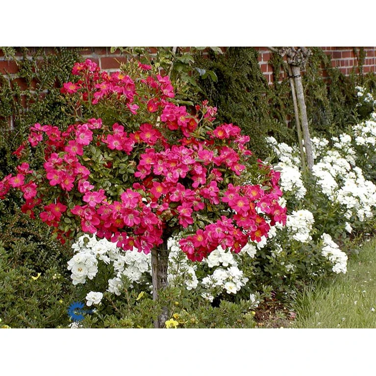 'Tommelise'® Rosa X 'Tommelise'® A-Kvalitet,- Barrods Roser Min. 3 Grene 8 'Tommelise'® Rosa X 'Tommelise'® A-Kvalitet,- Barrods Roser Min. 3 Grene - Billede 6