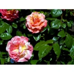 'Troika' Rosa X 'Troika' (Storblomstrende) A-Kvalitet,- Barrods Roser Min. 3 Grene -Osmoz Naturens Butik fi5260 rosa troika n 4988