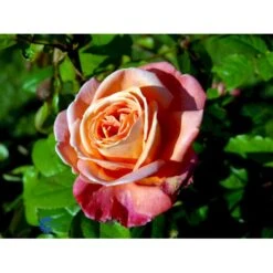 'Troika' Rosa X 'Troika' (Storblomstrende) A-Kvalitet,- Barrods Roser Min. 3 Grene -Osmoz Naturens Butik fi5260 rosa troika n b04a
