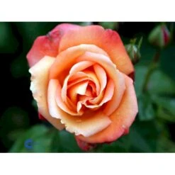 'Troika' Rosa X 'Troika' (Storblomstrende) A-Kvalitet,- Barrods Roser Min. 3 Grene -Osmoz Naturens Butik fi5260 rosa troika n c055