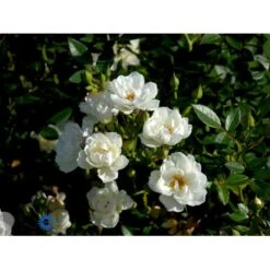 'Tumbling Waters'™ Rosa X 'Tumbling Waters'™ (Bunddækkerose) A-Kvalitet,- Barrods Roser Min. 3 Grene -Osmoz Naturens Butik fi5263 rosa tumbling waters poultumb n e3be