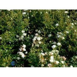 'Tumbling Waters'™ Rosa X 'Tumbling Waters'™ (Bunddækkerose) A-Kvalitet,- Barrods Roser Min. 3 Grene -Osmoz Naturens Butik fi5263 rosa tumbling waters poultumb n fc71