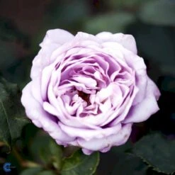 'Twice In A Blue Moon'® Rosa X 'Twice In A Blue Moon'® (Storblomstrende) A-Kvalitet,- Barrods Roser Min. 3 Grene -Osmoz Naturens Butik fi5265 rosa twice in blue moon bf80