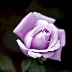 'Twice In A Blue Moon'® Rosa X 'Twice In A Blue Moon'® (Storblomstrende) A-Kvalitet,- Barrods Roser Min. 3 Grene -Osmoz Naturens Butik fi5265 rosa twice in blue moon dec9