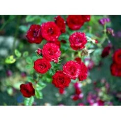 'Velvet Cover'® Rosa X 'Velvet Cover'® (Bunddækkerose) A-Kvalitet,- Barrods Roser Min. 3 Grene -Osmoz Naturens Butik fi5277 rosa velvet cover poulria n 820f